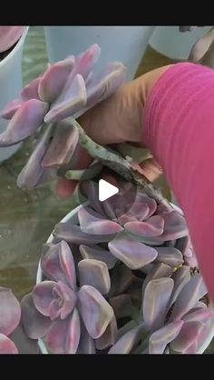 a person holding a plant in their hand and touching it with the other hand,