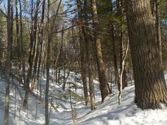 a snow covered forest with lots of trees