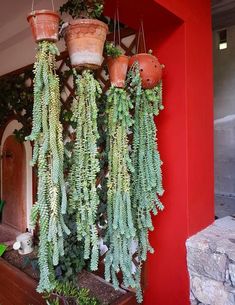 several potted plants hanging from a red wall