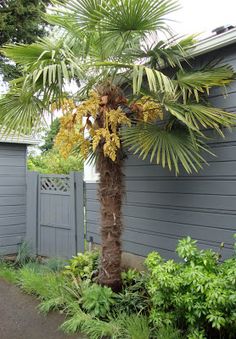 a palm tree in front of a gray house with green plants and trees around it