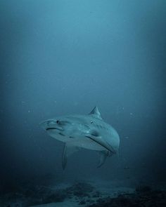 a large white shark swimming in the ocean