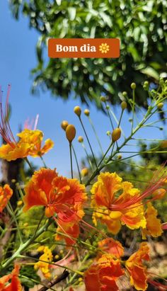 some orange and yellow flowers with the words bonn dia on it's side