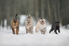 three cats running in the snow with one cat looking at the camera and two onlookers behind them