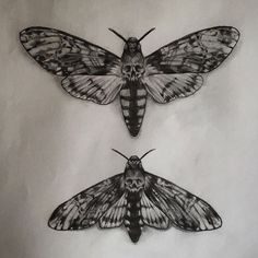 two moths sitting next to each other on top of a white sheet with black ink