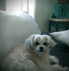 a small white dog laying on top of a bed