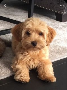 a small brown dog sitting on top of a carpeted floor