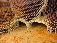 the inside of a honeycomb with lots of holes