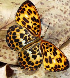 an orange and black butterfly sitting on top of a brown leaf covered in white spots