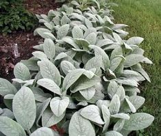 some very pretty plants in the grass by each other's side walk, and one is green with white leaves