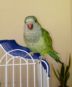 a green bird sitting on top of a white cage next to a plant and potted plant