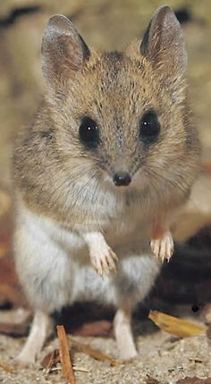 a small rodent standing on its hind legs in the dirt and looking at the camera