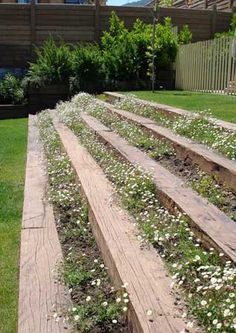 the garden is full of flowers and grass