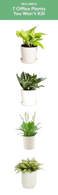 four different types of plants in white pots