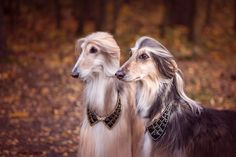 two long haired dogs in collars standing next to each other on leaves covered ground