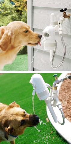 a dog drinking water from a faucet that is attached to the side of a house