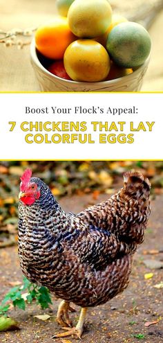 chickens that lay colorful eggs on the ground