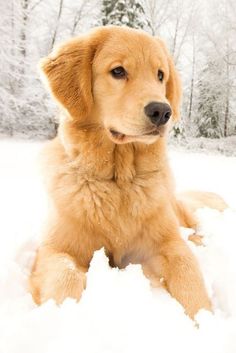 a golden retriever puppy sitting in the snow looking at the camera with an alert look on his face