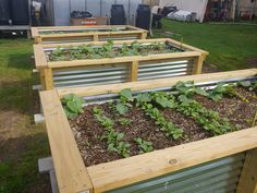 three wooden raised garden beds with plants growing in them