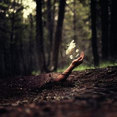 a hand holding a flower in the middle of a forest