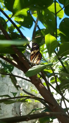 a butterfly sitting on top of a leaf covered tree