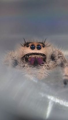 a close up of a spider with its eyes wide open