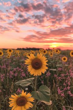 sunflowers are blooming in a field at sunset