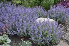 purple flowers are growing in the garden next to a rock and gravel area with large rocks