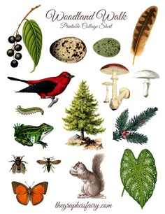 an illustration of woodland and plant life in the wild, including trees, mushrooms, birds, butterflies, leaves