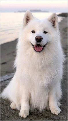 a white dog sitting on top of a beach next to the ocean with its tongue hanging out