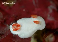 an orange and white sea slug on red coral