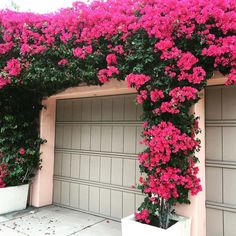 pink flowers are growing on the side of a building with two white planters next to it