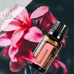 Geranium Benefits, Sacred Sisters, Doterra Essential Oils Recipes, How To Calm Nerves, Facial Steaming, Poor Man, Skin Care Collection