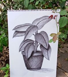 a drawing of a potted plant with leaves on it's side, in front of some bushes