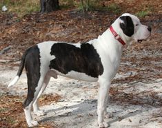 a black and white dog standing on top of a sandy ground next to trees with leaves