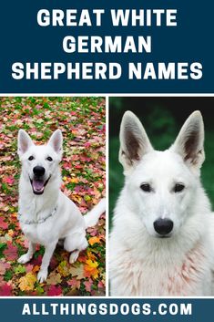 two white german shepherd dogs sitting on top of leaves in front of the words great white german shepherd names