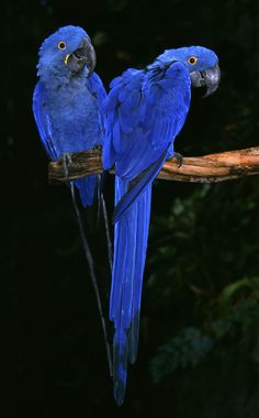 two blue parrots sitting on top of a tree branch in front of dark background