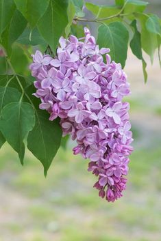 purple lilacs hanging from a tree branch