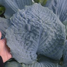 a close up of a person's hand holding a large green leafy plant