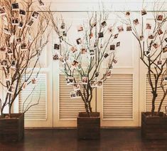 three wooden planters filled with trees and pictures hanging on the wall behind them are photos of family members