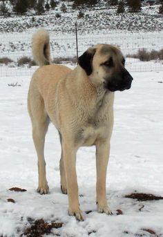 a large brown dog standing in the snow