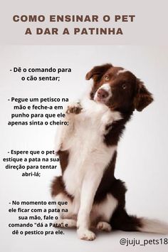 a brown and white dog standing on its hind legs in front of a white background