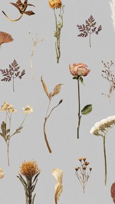 several different types of flowers on a white background