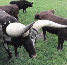 several cows with long horns standing in the grass