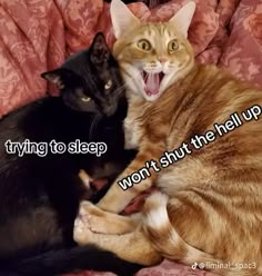 two cats laying on top of a couch with the caption trying to sleep won't shut the hell up