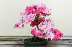 a bonsai tree with pink and white flowers in a pot on a wooden table