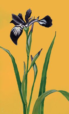 a painting of a black and white flower on a yellow background with green stems in the foreground