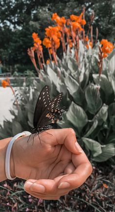 a person holding a butterfly in their hand