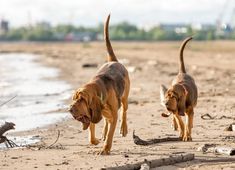 two dogs are running on the beach together