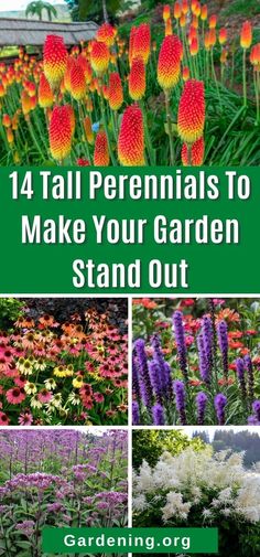 Backyard Wildflower Garden Flower Beds, Cottage Flower Beds In Front Of House, Zone 4 Flower Garden, Gothic Garden Perennials, Wildflowers Along Fence, Tall Flowers For Back Of Flower Bed, Partial Sun Perennials Flowers Garden, Tall Flowering Plants, Easy Cottage Garden Ideas