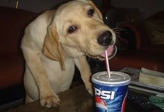 a dog drinking from a soda cup with a straw in it's mouth